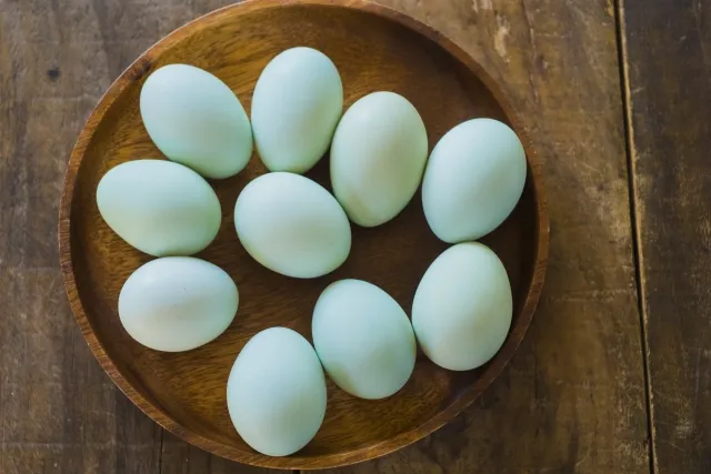 アローカナの卵