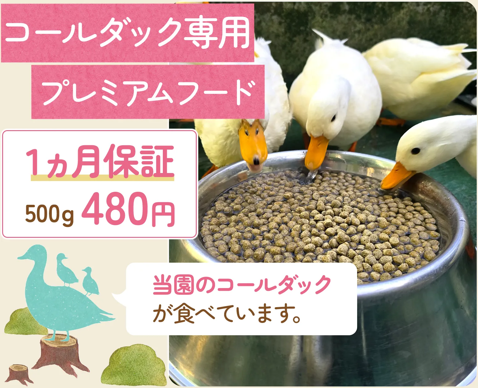 熱海市ウコッケイの販売