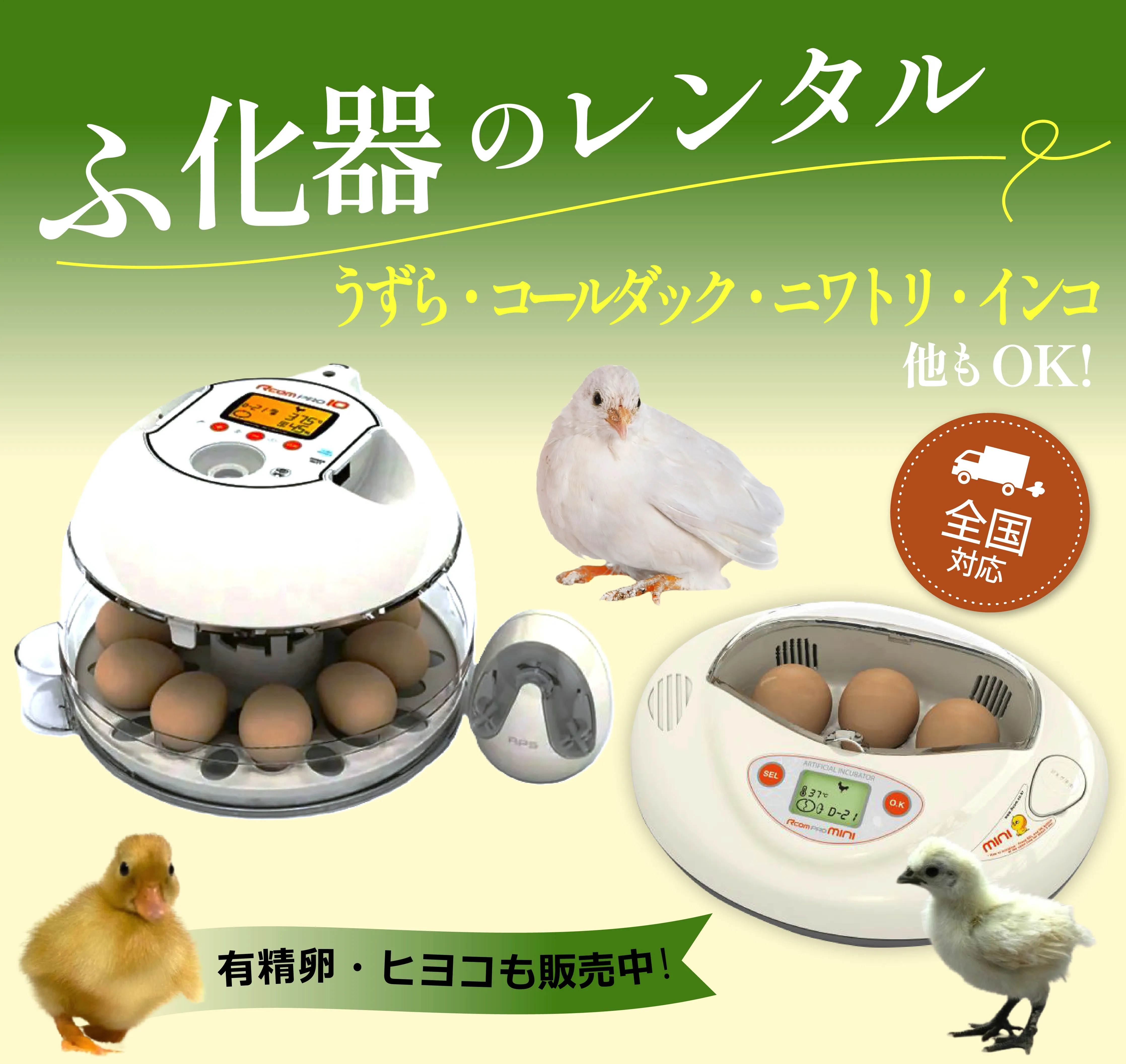 卵からアヒルを育てる！