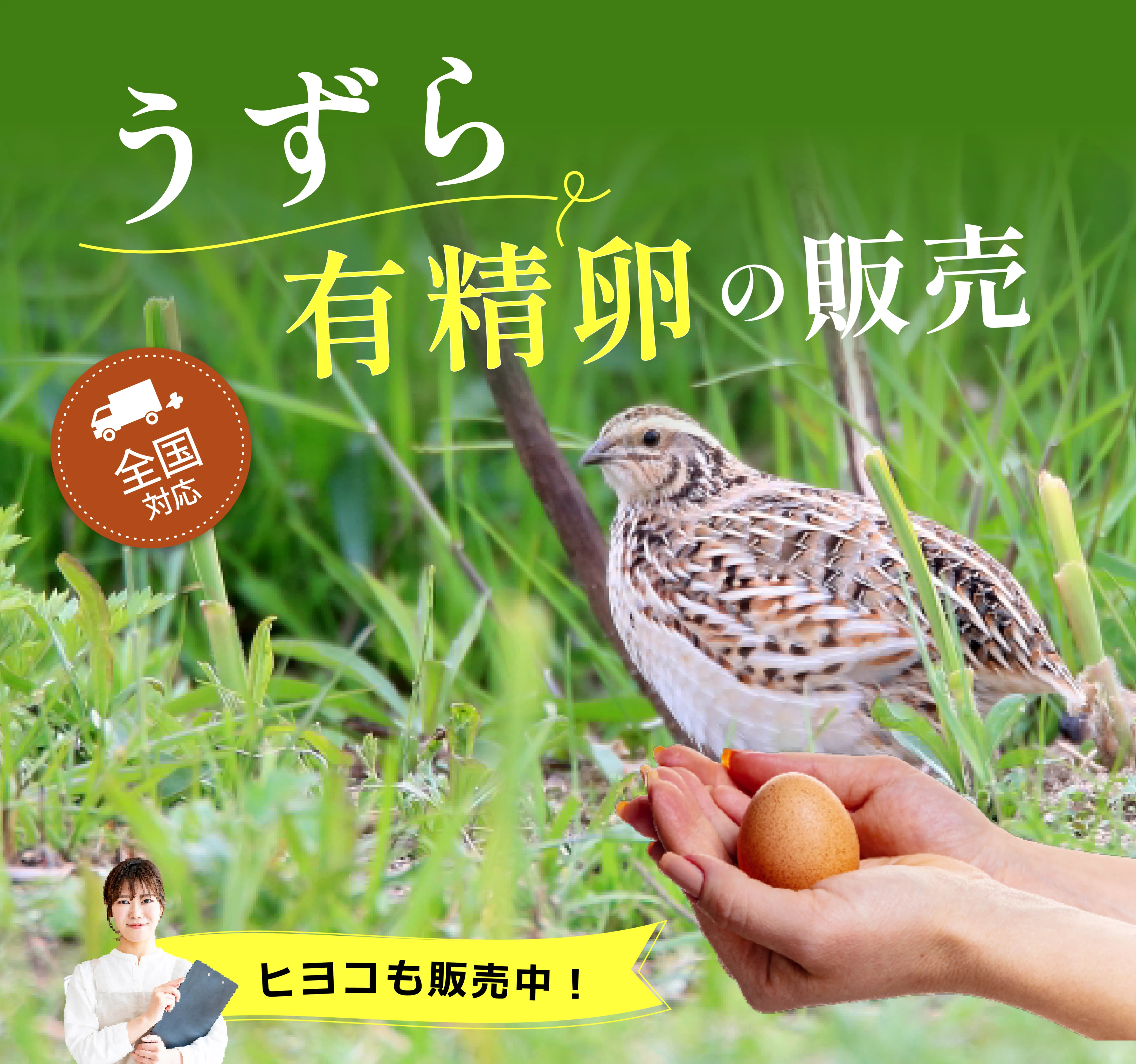 卵からうずらを育てる！