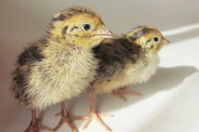 うずらのひよこ