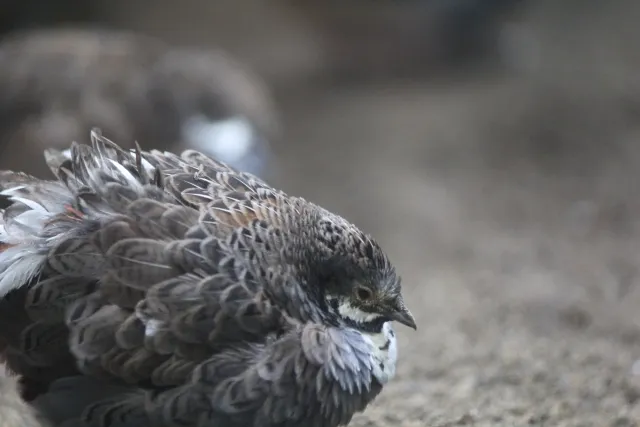 うずらのひよこ